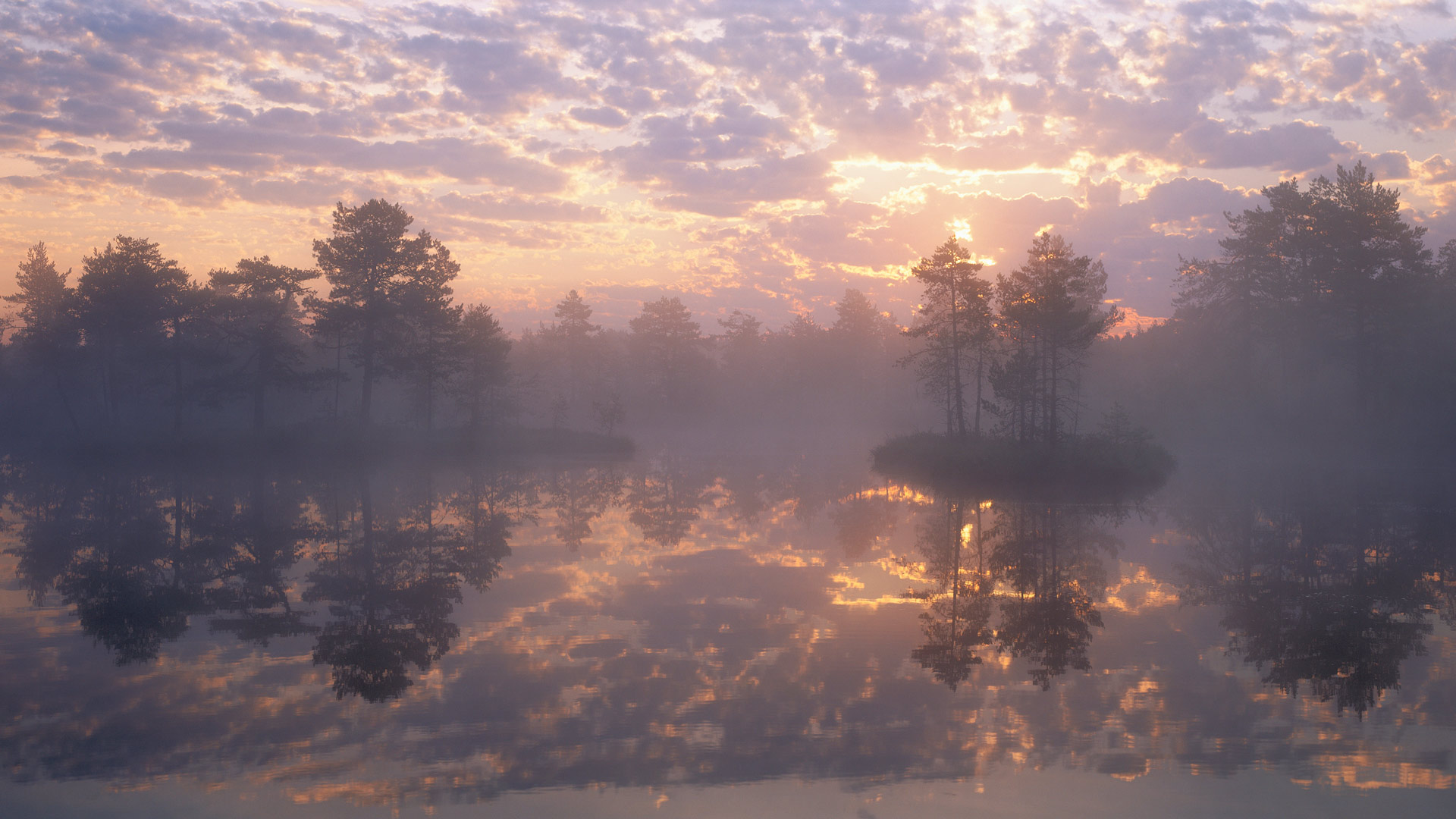 daily-bing