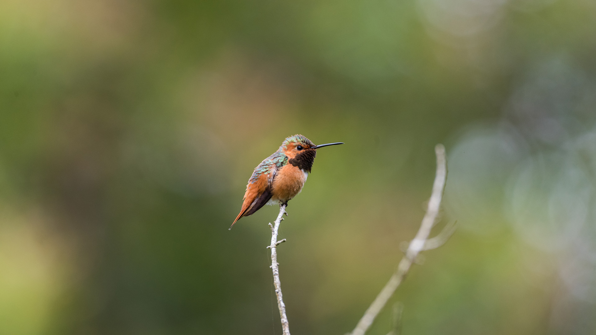daily-bing